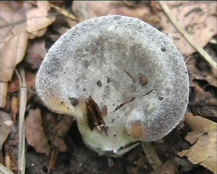 Winkel ( FRA ) 28.08.2004   2 Serie